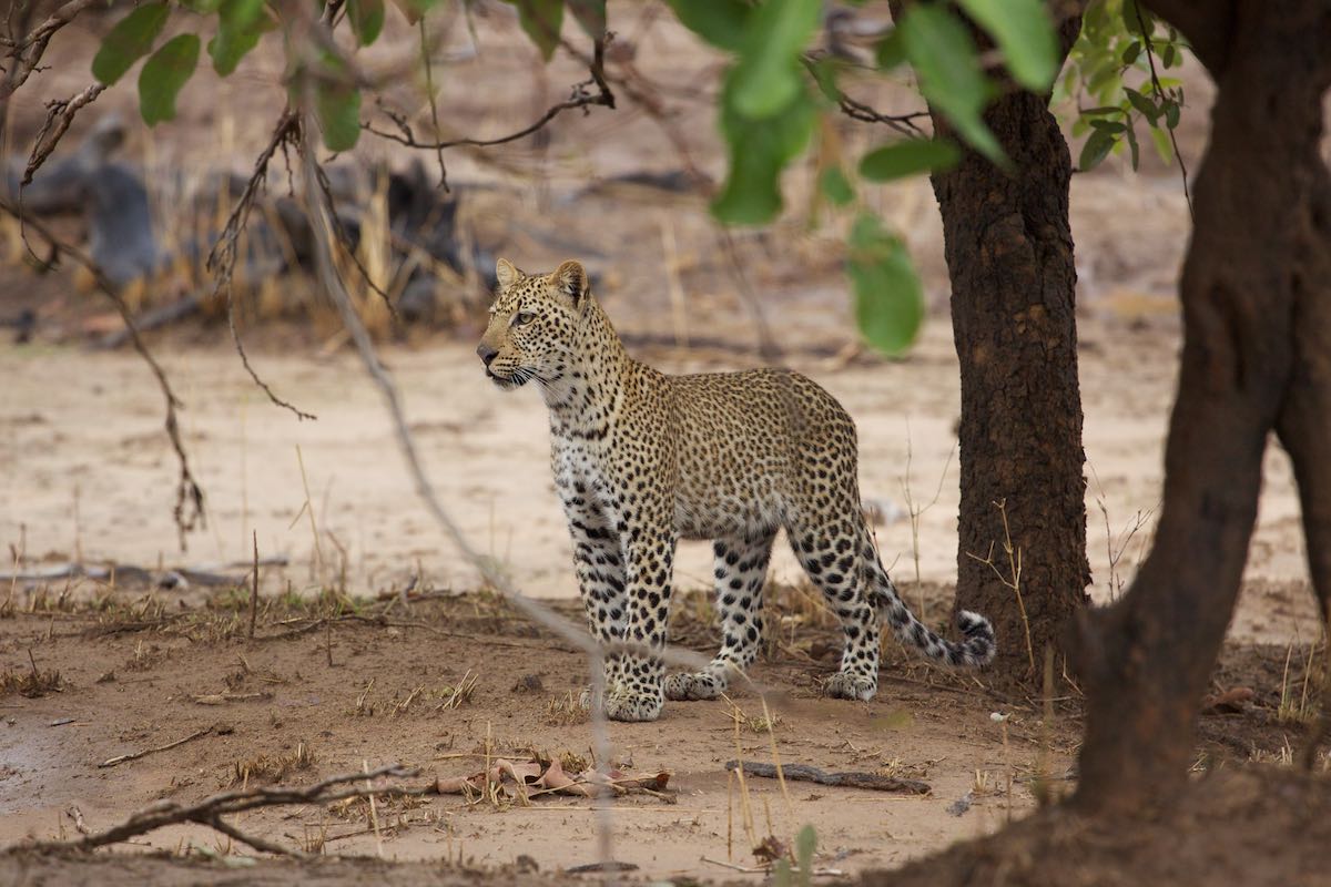 South luangwa 10