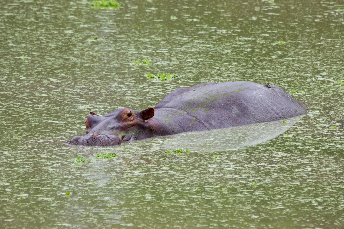 South luangwa 35
