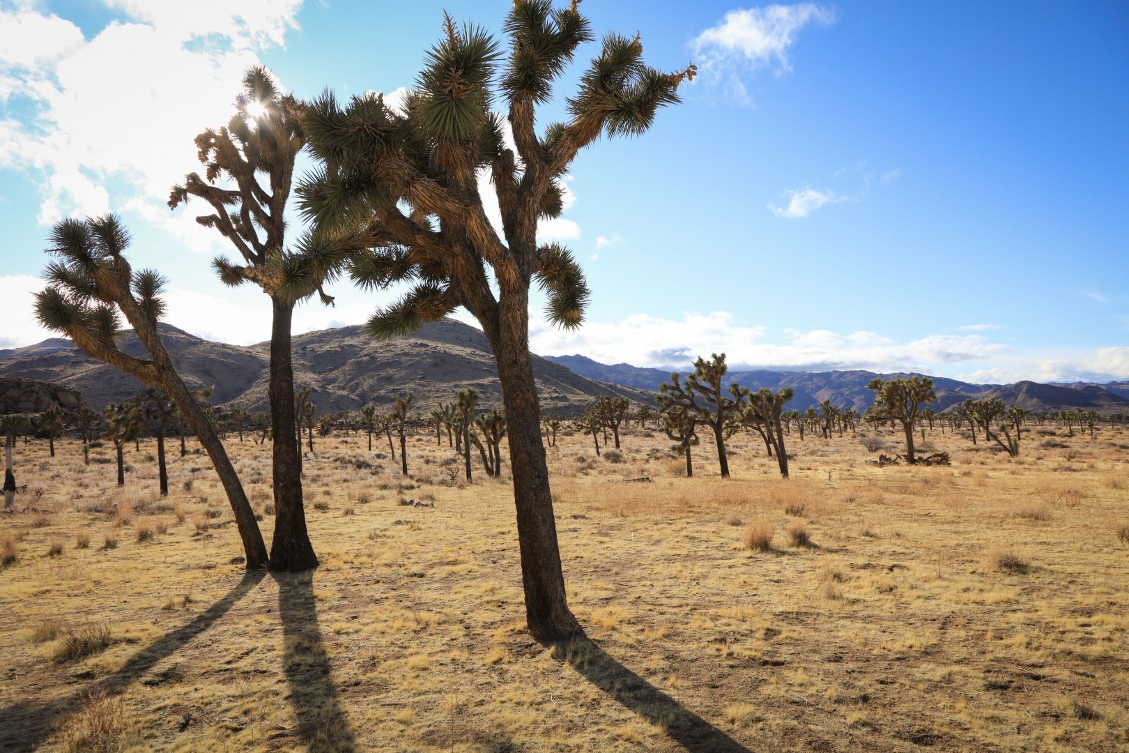 Joshua Tree National Park